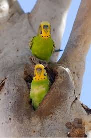 Budgie Budgerigar Gallery Wild Budgies Budgies Budgerigar