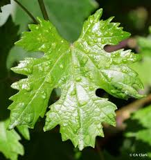 Image result for Colomerus vitis