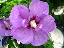 Purple Hibiscus Flowers Wallpapers Purple Hibiscus Beautiful Flowers Wallpapers Flowers