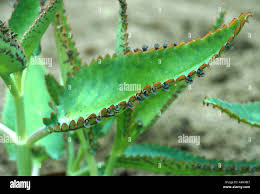 Image result for Bryophyllum tubiflorum