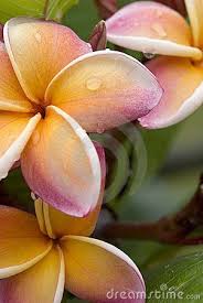 Tropical Plumeria By Chrishowey On Dreamstime Com Plumeria Frangipani Amazing Flowers
