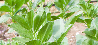 Getting the right soil and the best soil amendments for your garden and potted plants can mean the difference between a bountiful harvest of edibles and flowers and the three main components of soil are sand, clay and silt. The Secret To Improving Sandy Soil