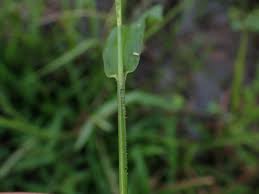 Image result for Steinchisma laxum