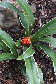 Image result for Sorindeia rhodesica