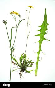 Image result for Crepis