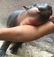 Watch series online free without any buffering. Adorable Baby Hippo Nuzzles Keeper Before Trying To Nip His Arm At A Zoo In Thailand Lipstick Alley