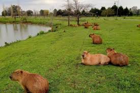 9 hours ago · carpinchos en nordelta: Itxngbw Otjskm