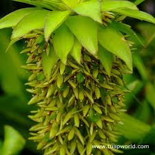 Image result for Eucomis