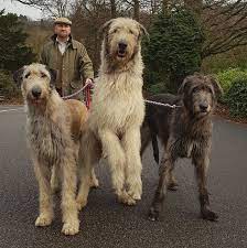 On A Walk Wolfhound Puppies Irish Wolfhound Puppies Irish Wolfhound Dogs