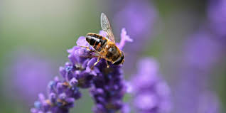 They have three main body parts: Fascinating Bee Facts Myth Busters