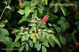 Image result for Indigofera heterotricha