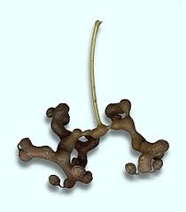 Image result for Hovenia