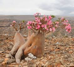 Image result for Adenium