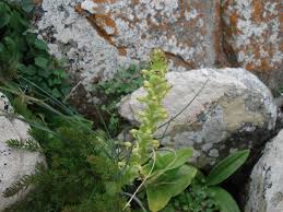 Image result for Satyrium chlorocorys