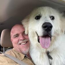 Great pyrenees saint bernard mix introduction