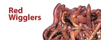 Red wigglers for sale near me. Buy Quality Worms At Worms4earth Com