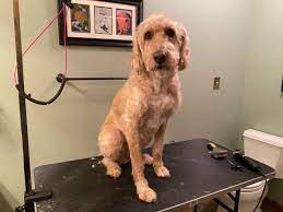 The australian labradoodle is a cross with poodle, labrador retriever, cocker spaniel, irish water spaniel, and curly coated retriever. Marcy Sutton On Twitter All Done It S A Little Too Short In Places Like On Rainier S Chest His Labradoodle Coat Is Really Variable And Twists And Turns All Different Directions That S Why