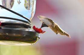 This guide will teach you how to build a bird feeder out of wood. 11 Best Hummingbird Feeders 2021 Hummingbird Feeders On Amazon