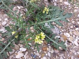 Image result for Erucastrum