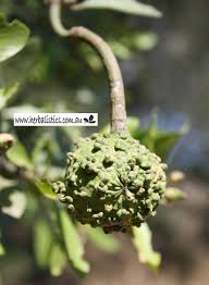 Image result for Capparis citrifolia