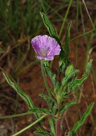 Image result for Monsonia angustifolia