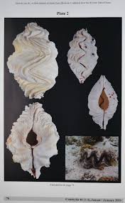 Image result for Zehneria tridactyla