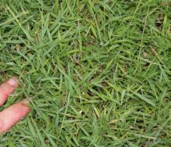 Image result for Digitaria brazzae