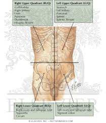 Abdominal surface anatomy can be described when viewed from in front of the abdomen in 2 ways: Quadrants Of Abdomen