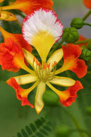 Pin On Beautiful Flowers Flutterbys