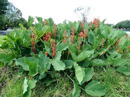 Image result for Erythrina zeyheri