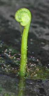 Image result for Hydrocotyle verticillata
