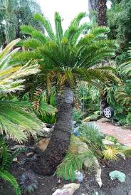 Image result for Encephalartos aplanatus