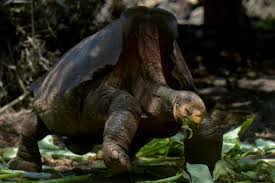 Há cerca de 250 espécies, ou tipos, de tartarugas. Diego A Tartaruga De Galapagos Que Salvou Sua Especie Sera Libertada Istoe Dinheiro