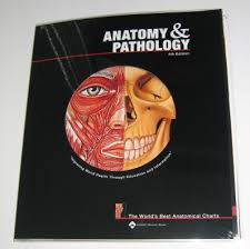 Reflexology Books And Charts For Sale International