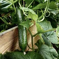 G U R K E N T I P P S Damit Es Bald Wieder Im Garten So Aussieht Habe Ich Euch Meine 5 Tipps Fur Eine Grosse Gurken Gartentipps Gartenschadlinge Gurkenpflanze