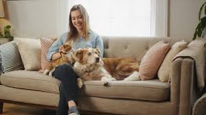 Capstar for cats walmart baby animals pictures cute baby cats cute baby animals. Capstar Trade 2 25 Lb Cat Flea Treatment 6 Count Cat Flea Tick Pills Petsmart