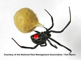 Black Widow Spiders Facts Extermination Information