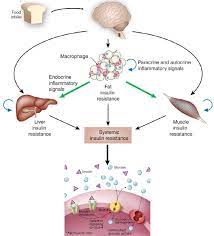 PDF] Effect of Dopamine Receptor DRD2 and ANKK1 Polymorphisms on Dietary  Compliance, Blood Pressure, and BMI in Type 2 Diabetic Patients | Semantic  Scholar