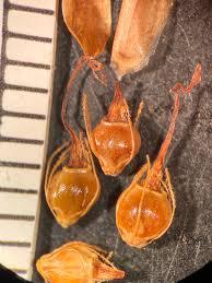 Image result for Eleocharis dulcis