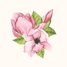 Hand Drawn Saucer Magnolia Flower Isolated Free Image By Rawpixel Com How To Draw Hands Magnolia Flower Watercolor Flowers