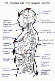 Rasa Yoga Cafe Chakras N The Nervous System