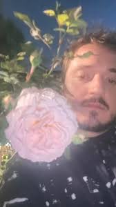 Please recommend your top 5 David Austin roses. I need some recommendations.