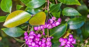 Image result for Myrtaceae