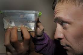 How many of Gazette readers' spider sightings are False Widows?