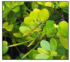 Image result for Ceriops