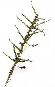 Image result for Maerua duchesnei