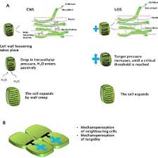 The suited soil ph value of black nightshade is between 5.5 and 6.5. Cartoon Depicting The Two Main Plant Cell Growth Events Global And Download Scientific Diagram