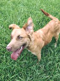 See more of dallas puppies and dogs for adoption on facebook. East Dallas Pet Rescue Home Facebook