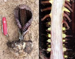 Image result for Aneilema umbrosum