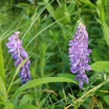 Image result for Vicia